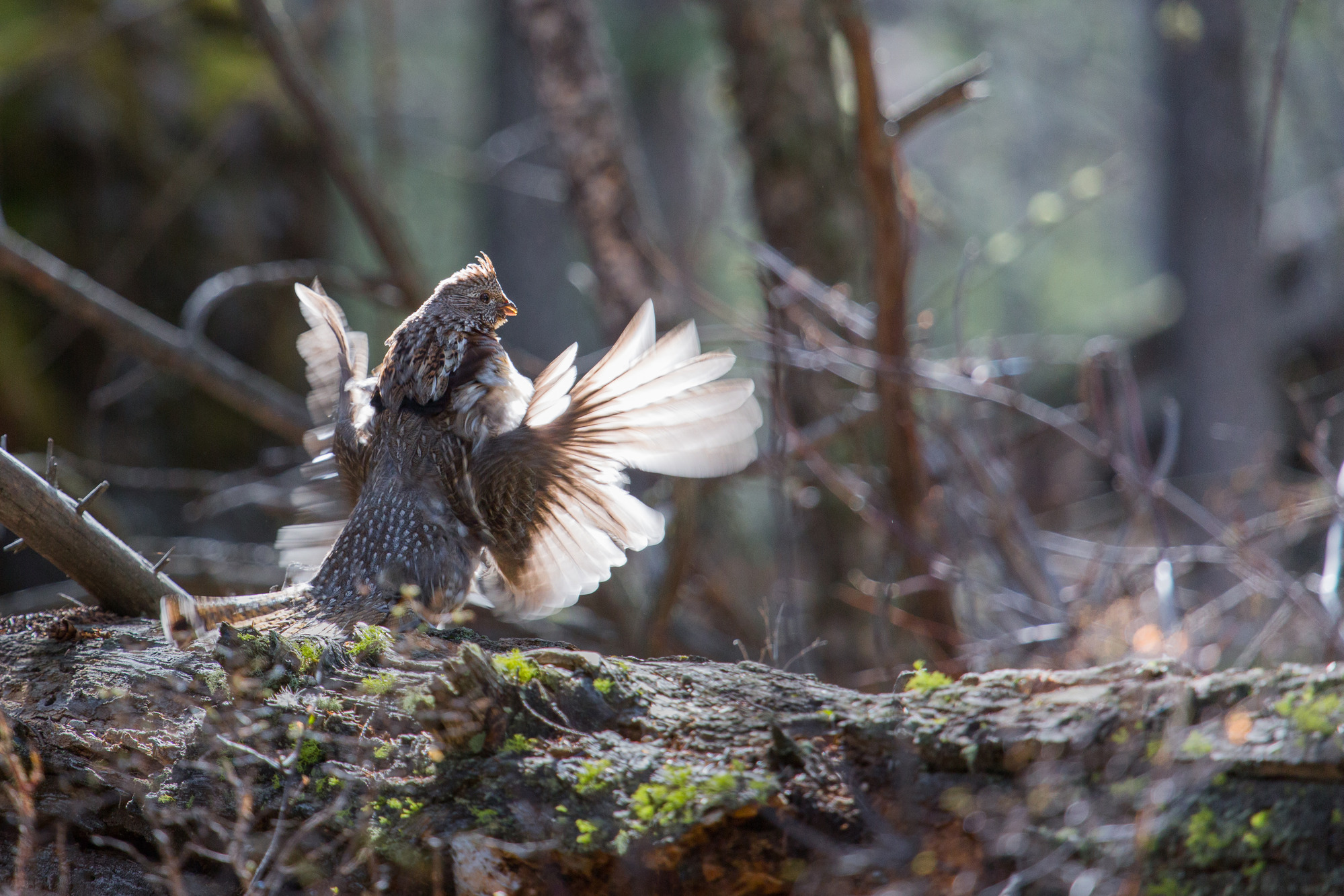 Ruffed Grouse Extension West Virginia University