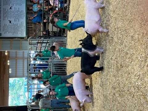 kids showing pigs