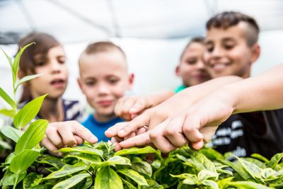 Four children touching a plant