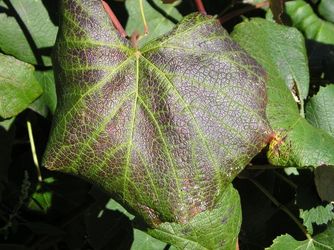 Potassium deficiency in Concord grape