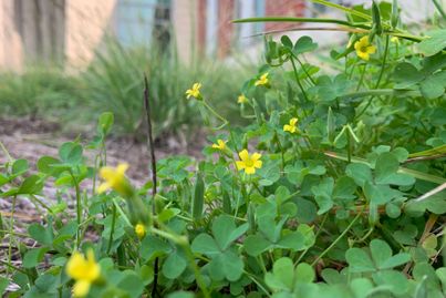Yellow woodsorrel blooming on the ground.