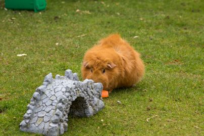 guinea pig on grass with carrot and bridge toy