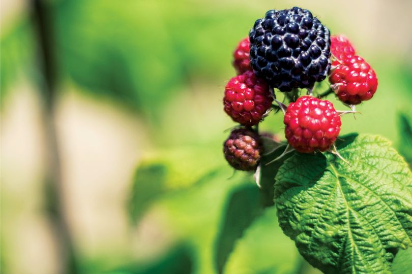 Ripe black raspberry surrounded by unripe raspberries that are still red on the cane.