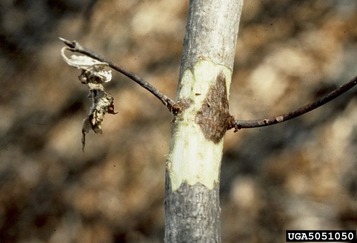 Spread of infection from twig to the main stem.