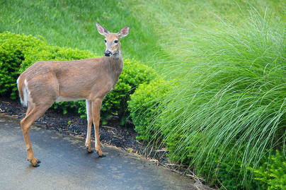female white-tail deer in a lawn area about to eat shurbs