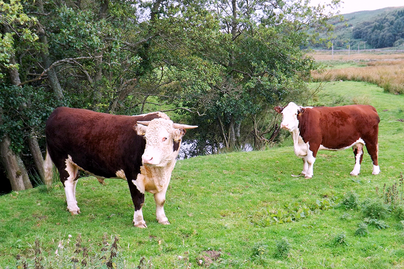 Cows in a field.