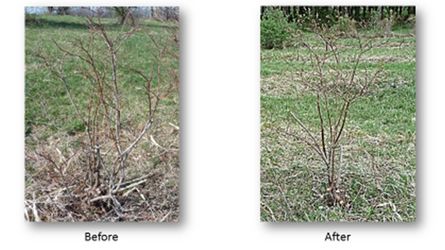 before and after thinning cuts for blueberry rejuvenation