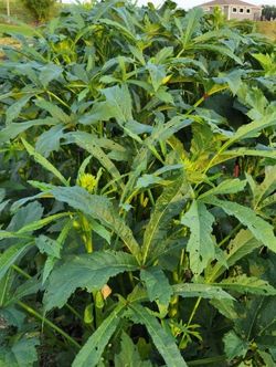 Okra seedlings grown on regular planting mix inoculated with TerraGrow and ASD. 