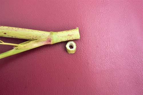 Cutting of poison hemlock stem, which shows how the stem is hollow.