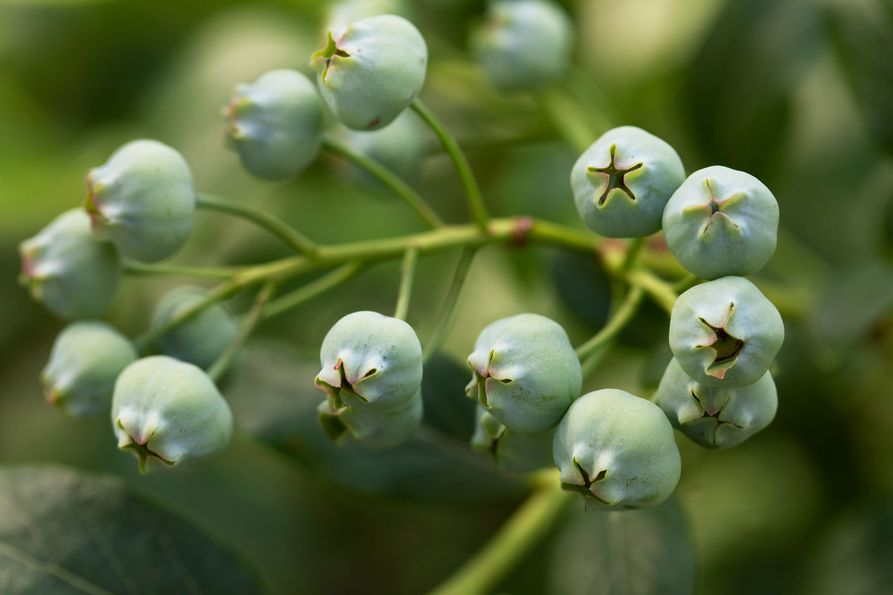 Developing blueberries growing on a plant.
