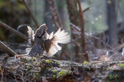 Ruffed grouse drumming on a drumming log.