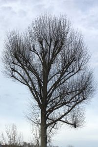 Tree that was topped without leaves, shows crowded branches that sprouted back.