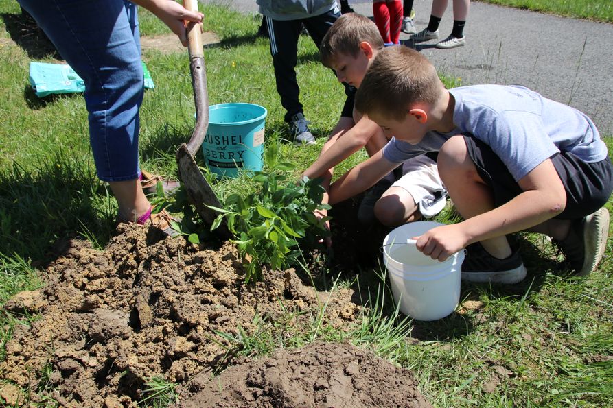 Male students at a Randolph County elementary school help plant a blueberry bush