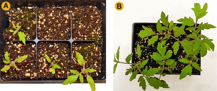 Difference in tomato seedling vigor