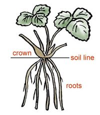 diagram of crown, soil line and roots of strawberry plant