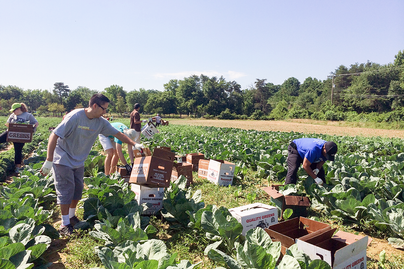 laborers harvesting leafy greens from field