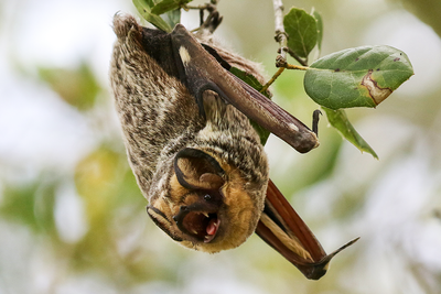 A hoary bat hanging upside down from tree branch