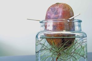 A potato with toothpicks holding it sprouting roots in a glass jar.
