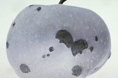 plum curculio damage to apples
