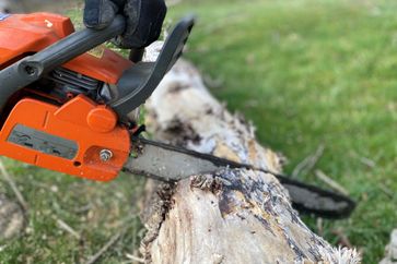 A chainsaw cuts a tree.