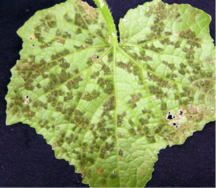 Fungal sporulation on the lower leaf surface under humid conditions.