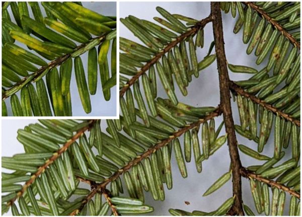 Photo showing mottled yellowing on the top of hemlock needles (inset), corresponding with elongate hemlock scales on the underside.