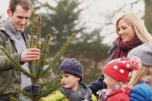A man and woman with three children select a Christmas tree.