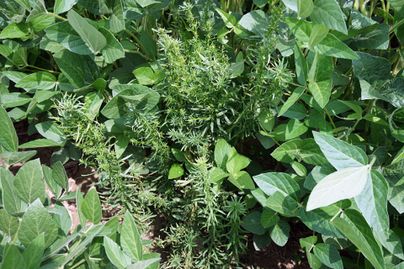 Herbicide resistent horseweed.