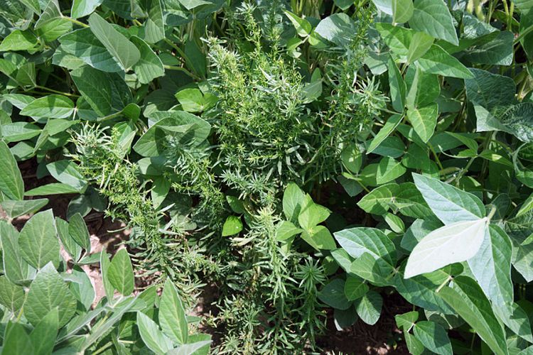 Herbicide resistent horseweed.