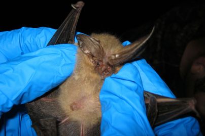 big eared bat