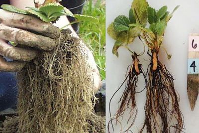roots of strawberry plants showing black root rot complex