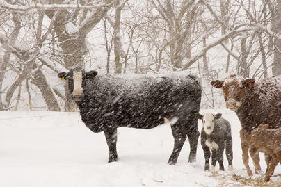 snow covered cattle in field.