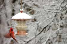 bird feeder basics