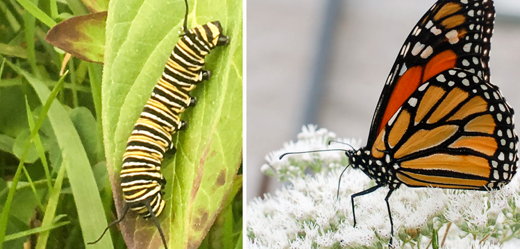 photo of the Monarch butterfly larva (catepillar) with yellow and black stripes and a photo of theorange and black monarh butterfly