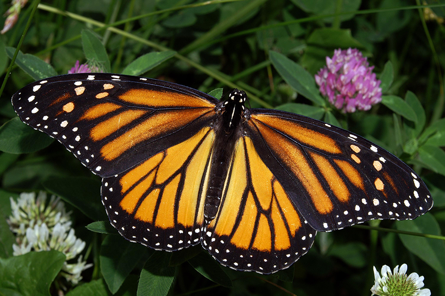 monarch butterfly hanging from a purple butterfly bush flower