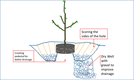 Graphic illustrating how to create a dry well. Tree in center on a pedestal, reads "creating pedestal for better drainage." Downward lines demonstrate "scoring the side of the hole." Deeper hole, "dry well with gravel to improve drainage."