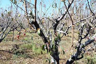 fruit trees with few leaves and only a few apples