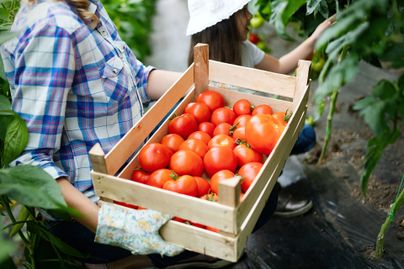A woman wearing gloves holds a box of tomatoes while a child in the background picks a fresh tomato.